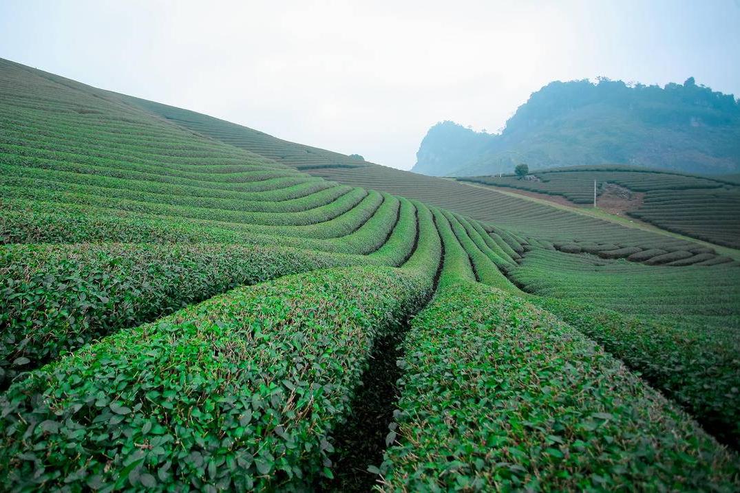 绿色茶叶培植基地小清新护眼高清壁纸