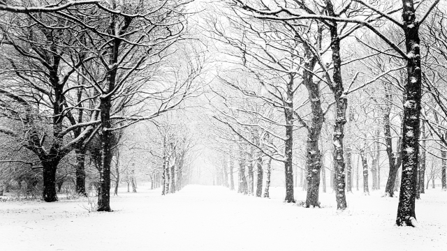 冬天迷雾森林 纯白大雪 4K壁纸