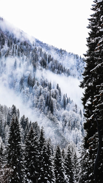 冬天清晨 雪后森林 白雾树林图片 5K手机壁纸